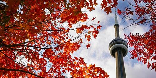 Toronto CN tower viewed through maple leaves